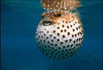 Blowfish