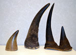 Rhino Horns