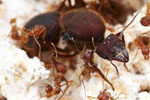 Giant leaf cutter ants